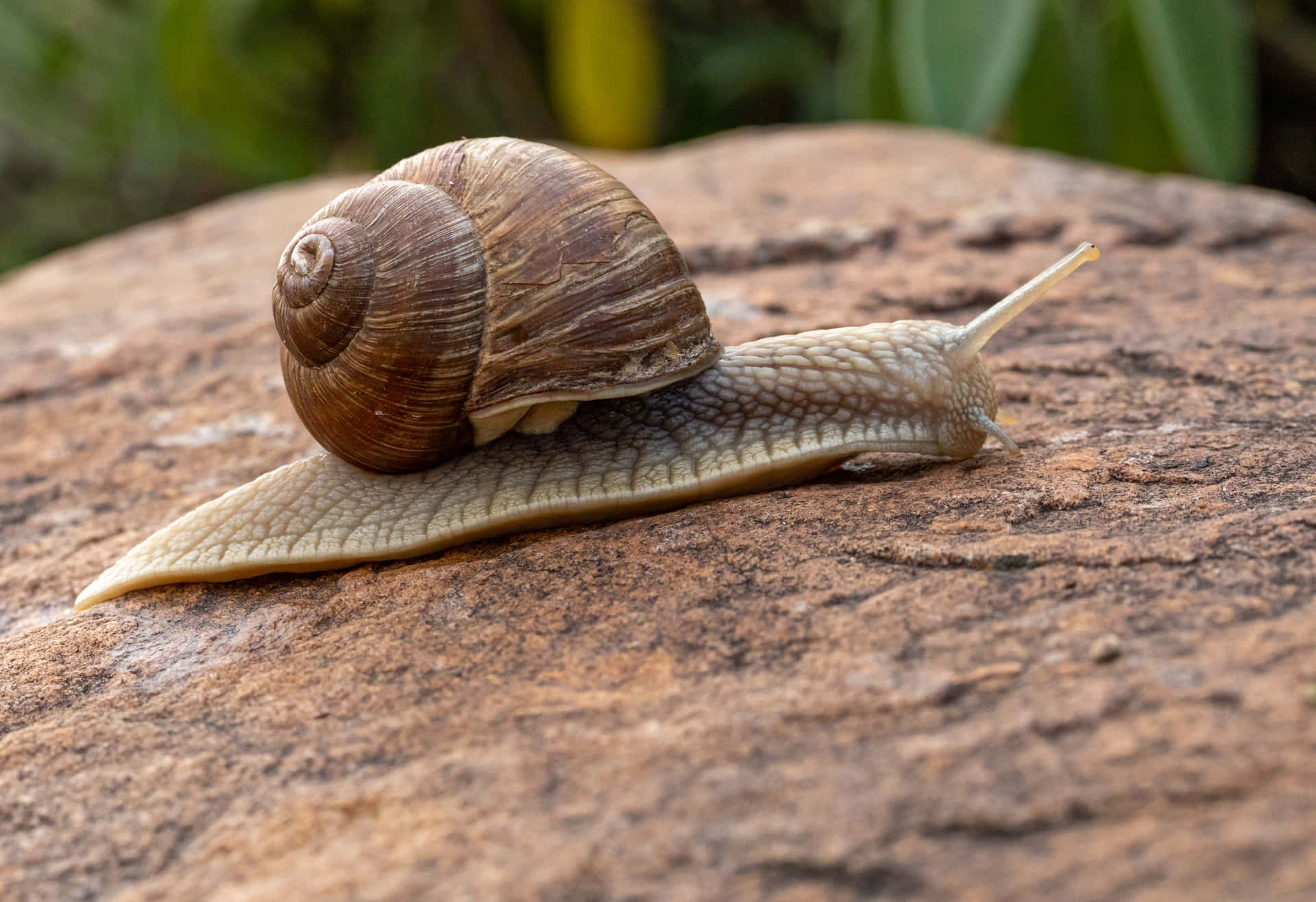 A slow and steady Snail that knows exactly where it's going