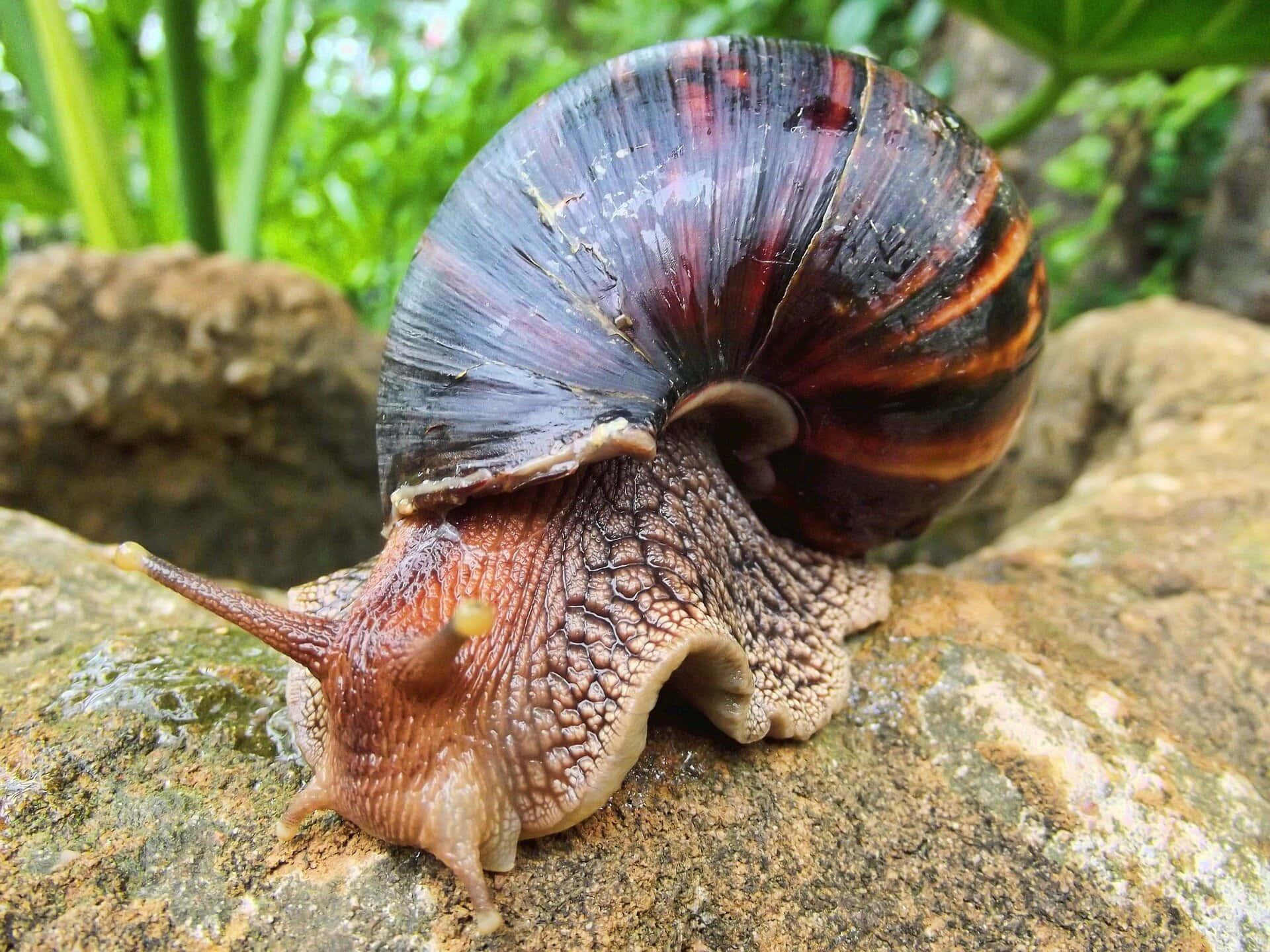Image  Adorable Snail Taking Its Morning Journey