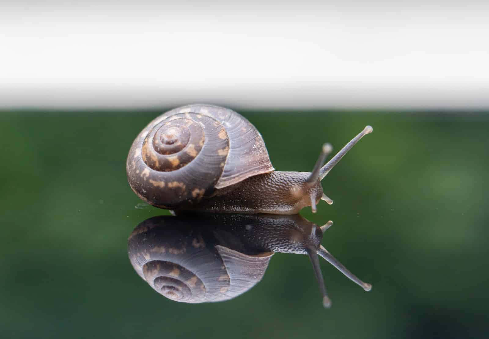 A Snail Exploring the Depths of Nature