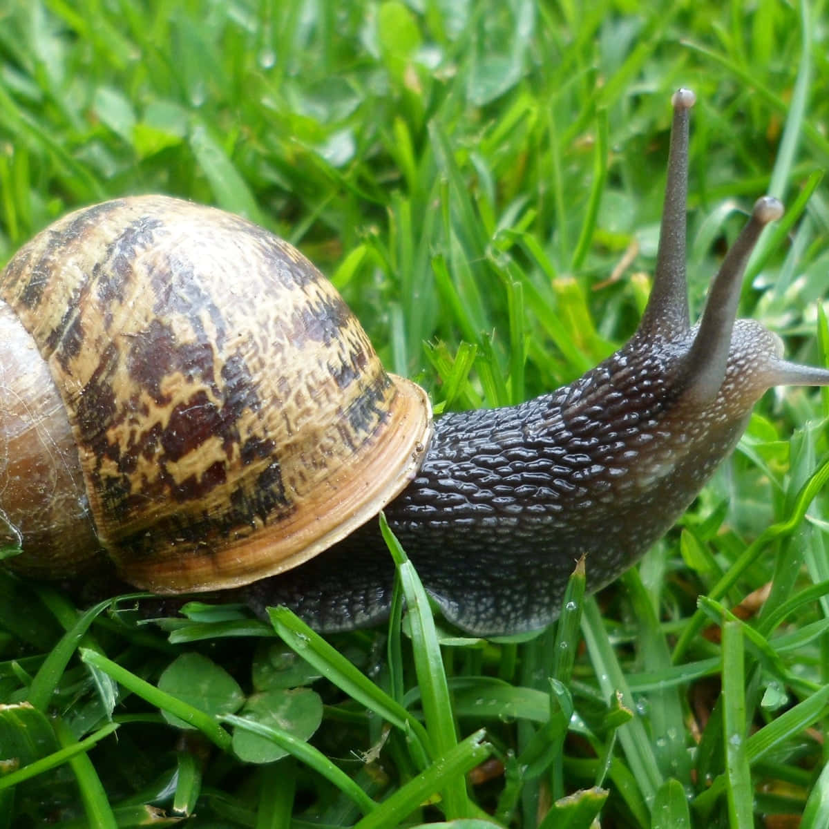Snail Taking Its Sweet Time