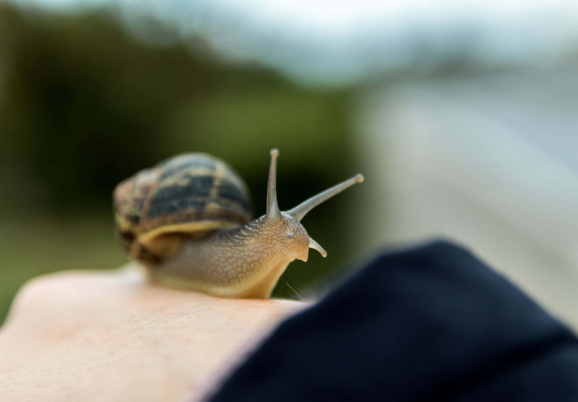 Slow and Steady Movement - A Snail Crawls Across the Rocks