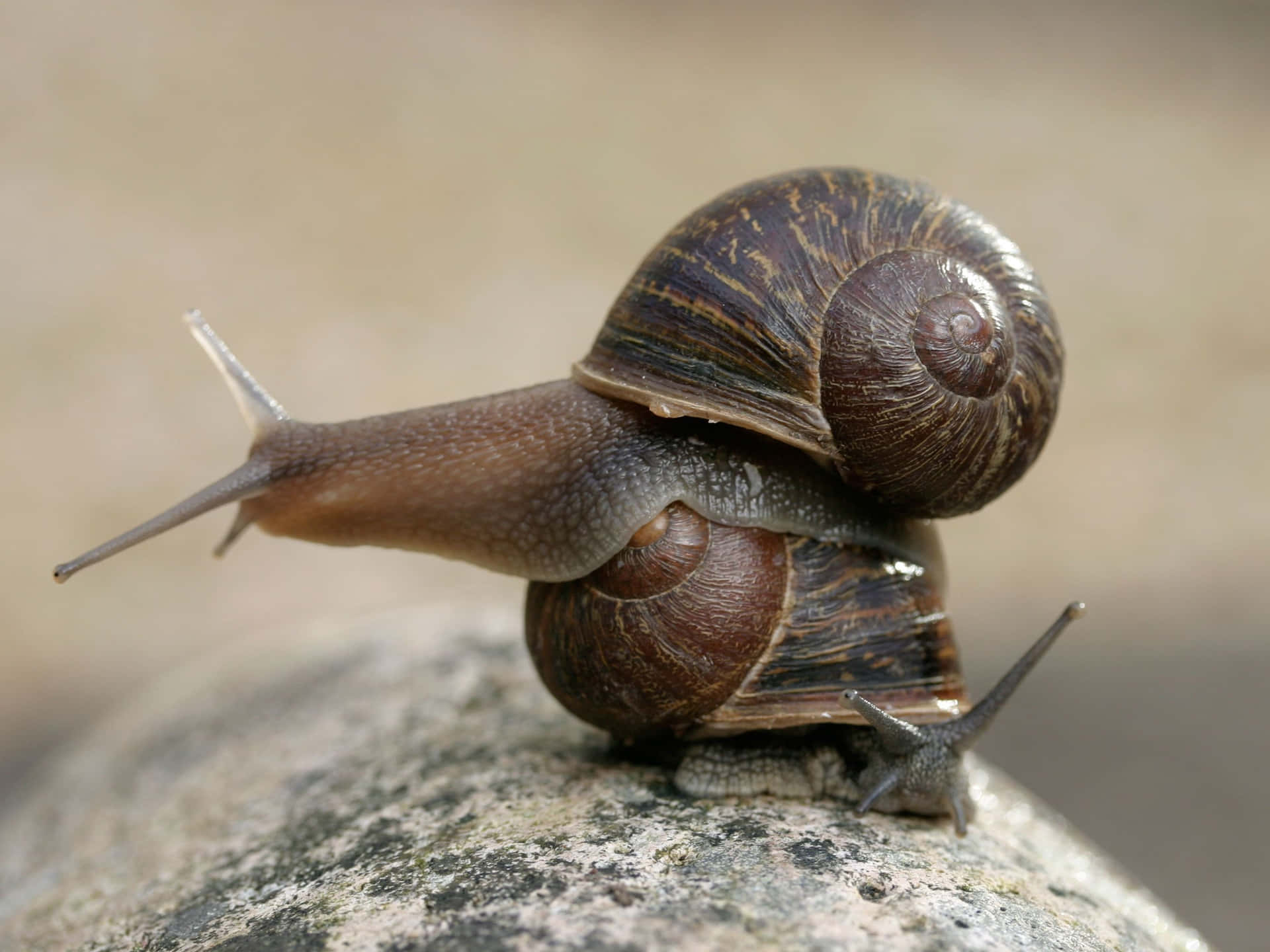 A snail making its way slowly.