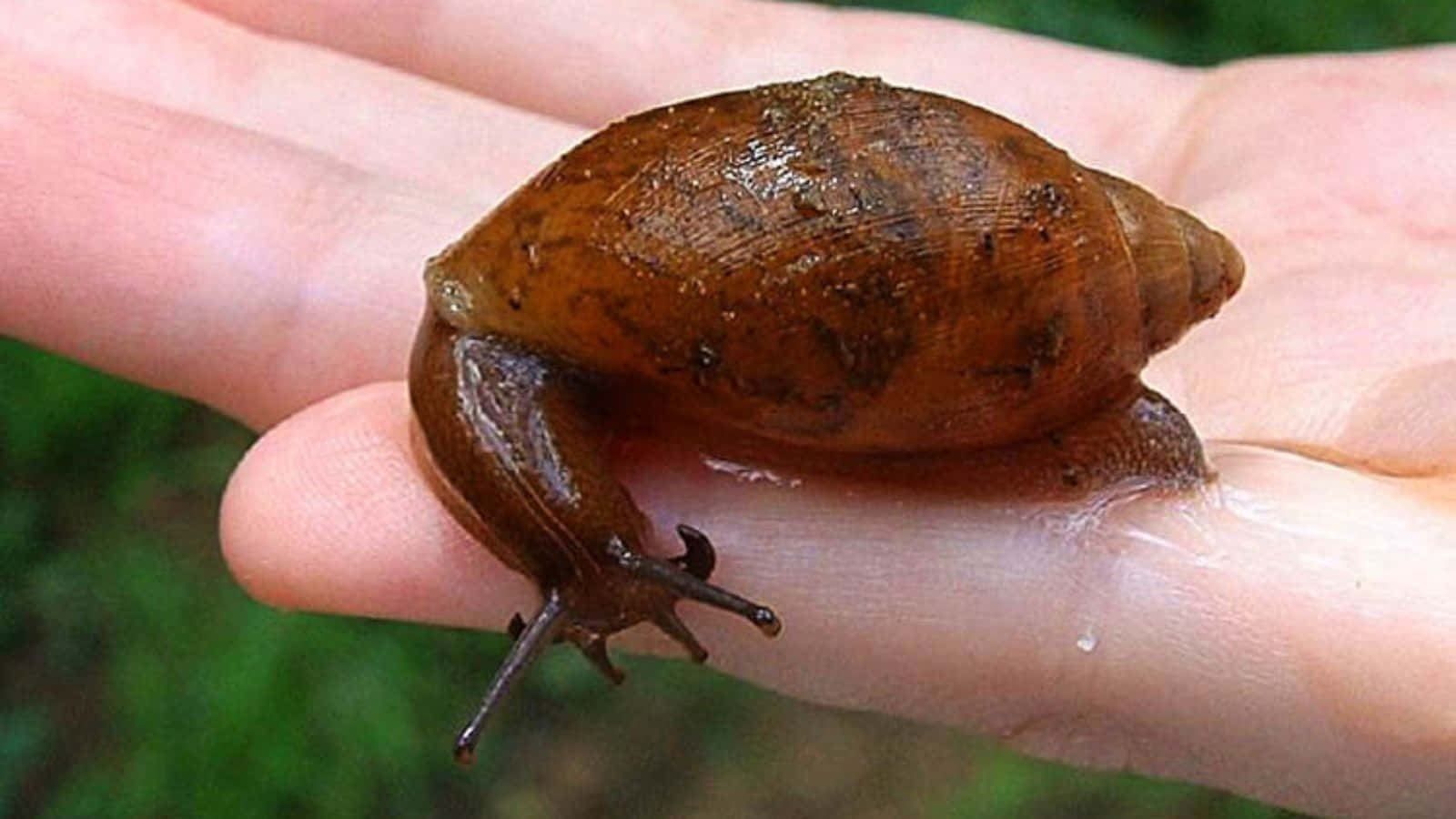 A Snail Is Sitting On A Person's Hand
