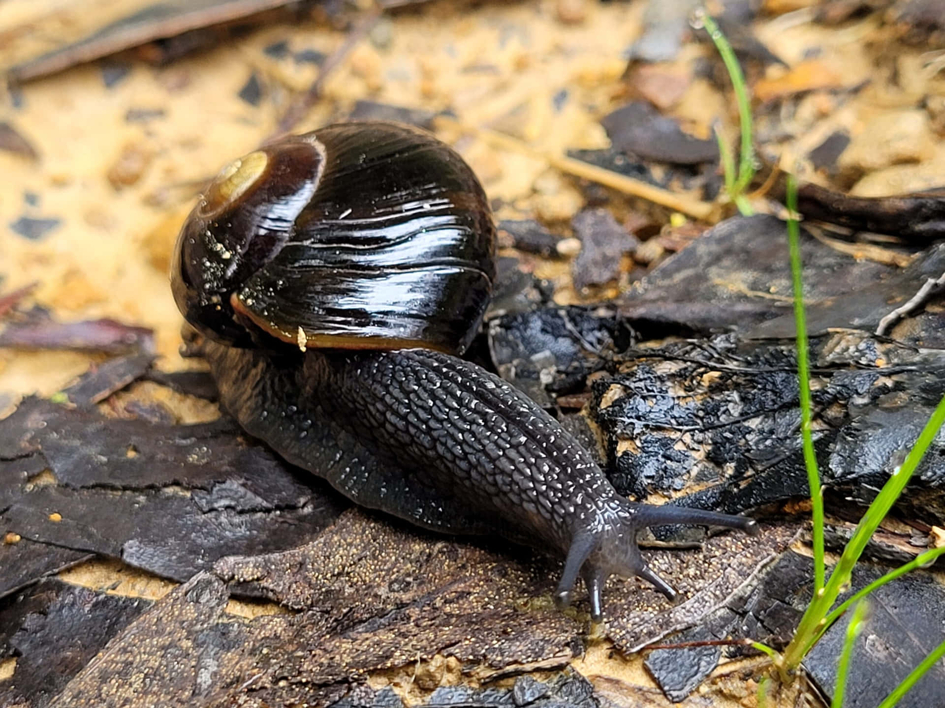Snail, Taking It Slow