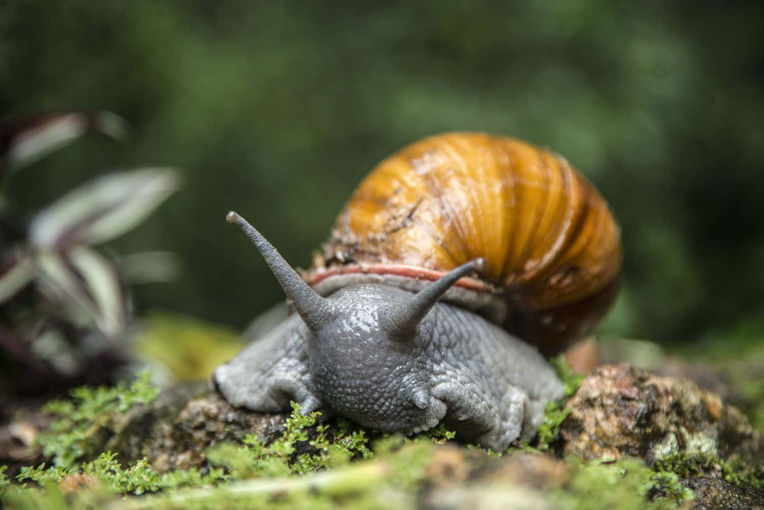 A Unique&Colorful Snail