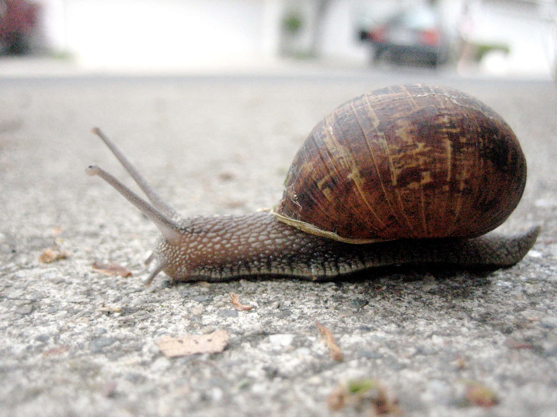 The Slow, yet Steady Journey of a Snail