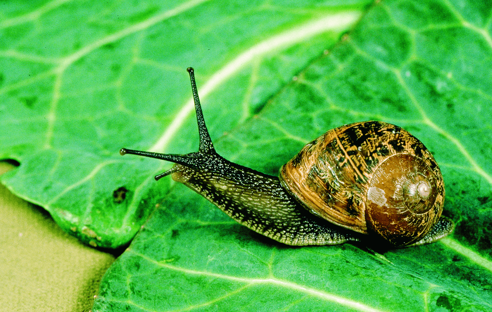 A brown snail crawls across the forest floor.
