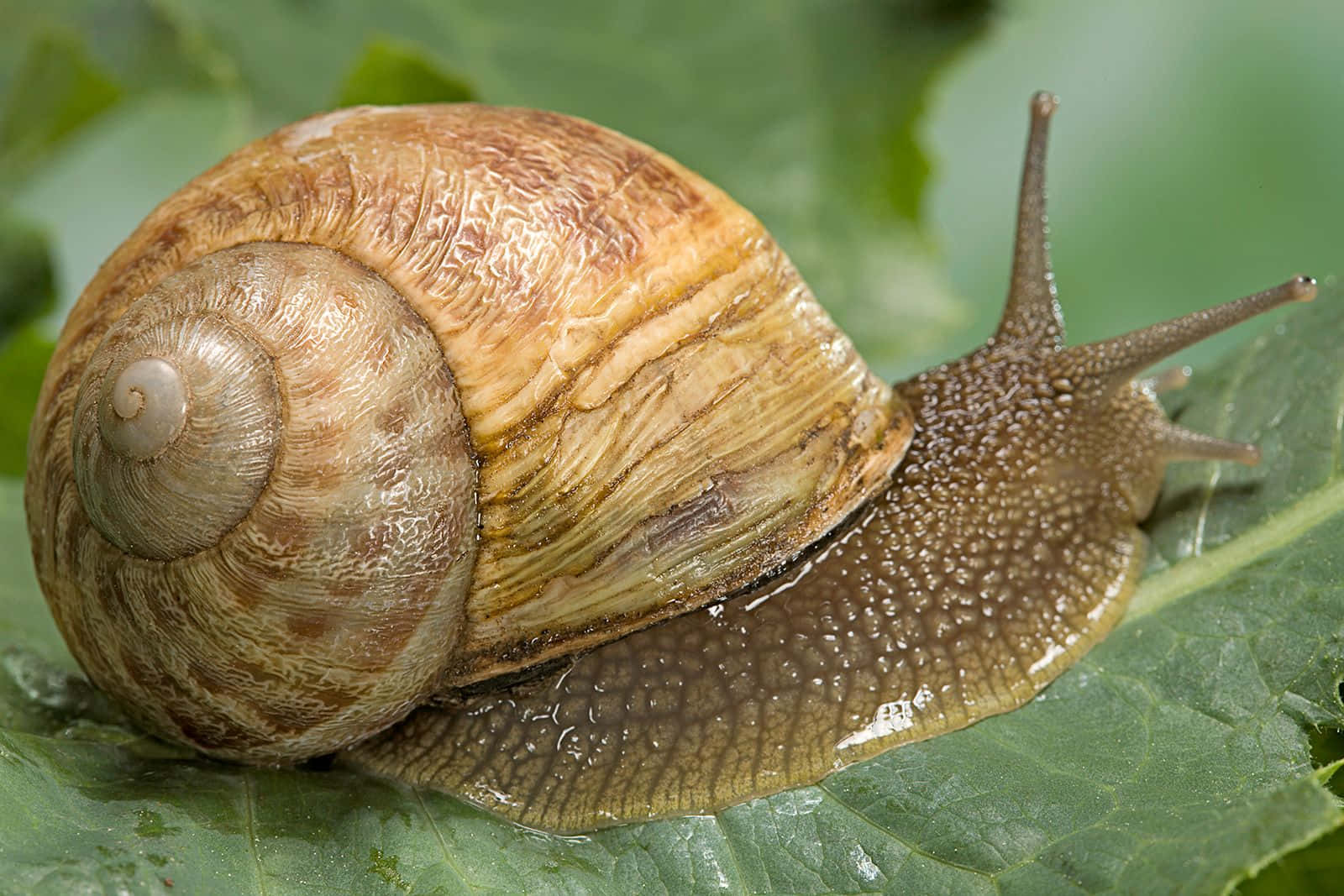 A snail making its way along a sunny sidewalk