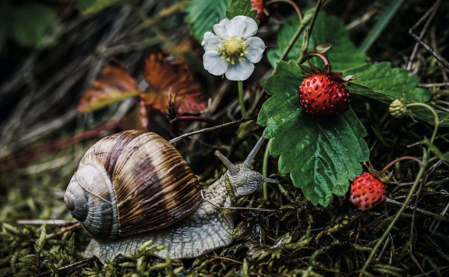 A slow but steady snail