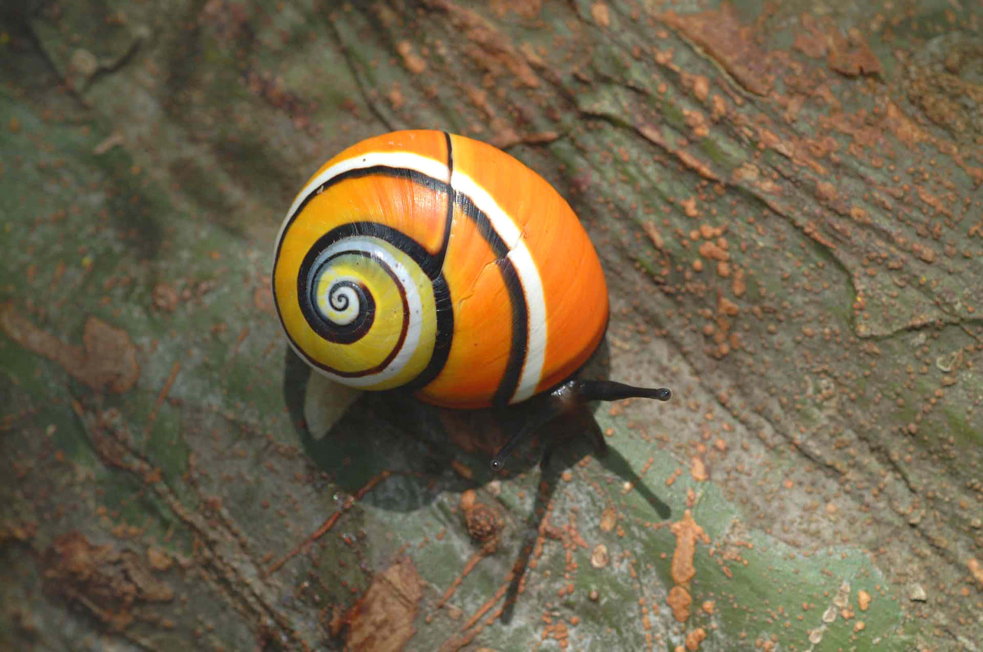 Showcasing the Creature of Nature - A Snail