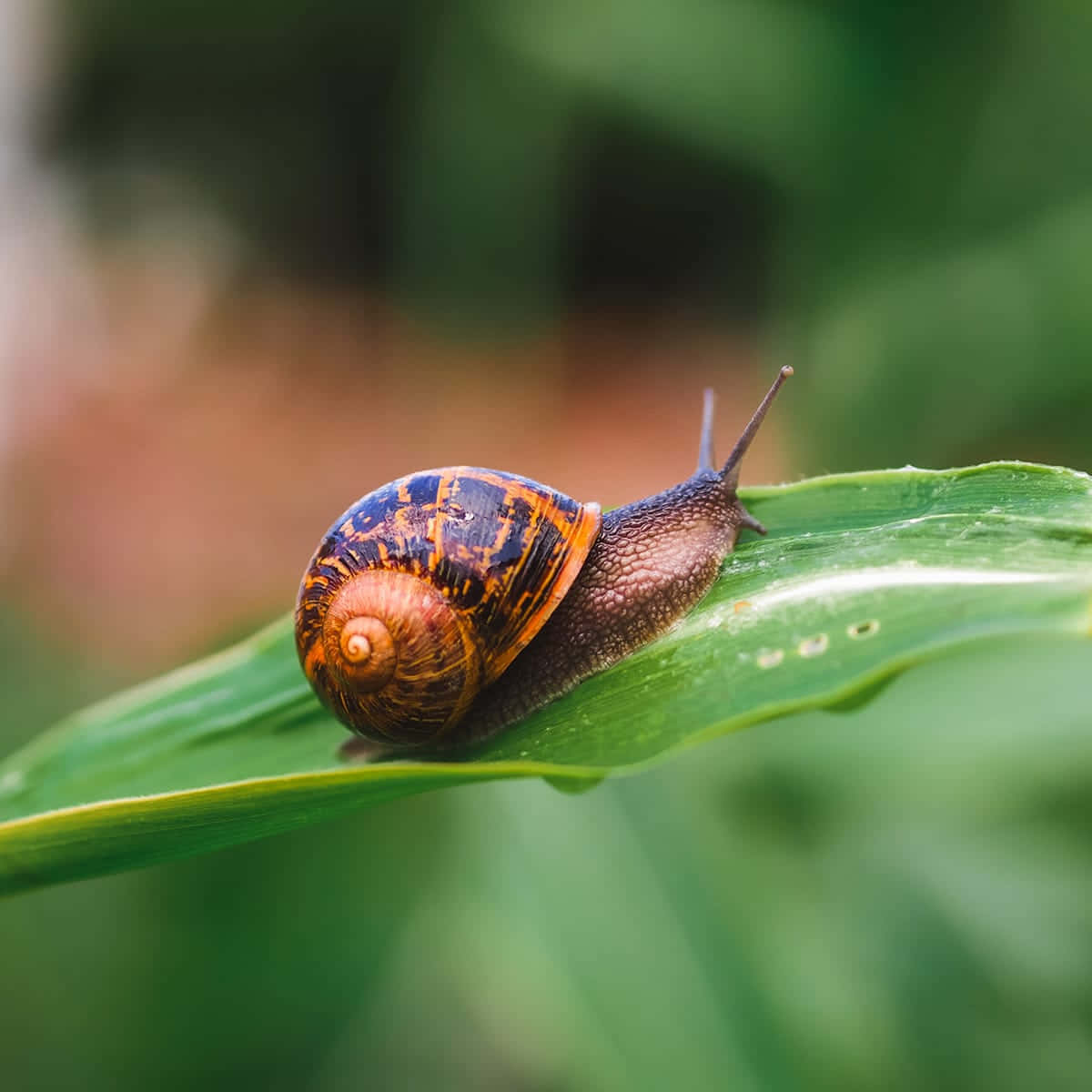 Watch out as this snail glides across its journey