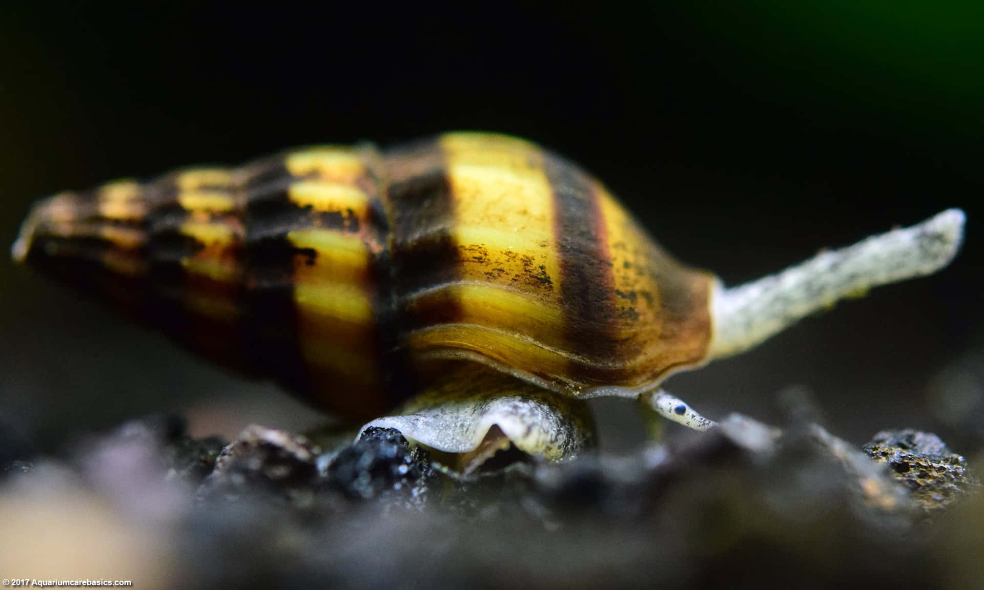A Snail Walking On The Ground With A Yellow And Black Stripe