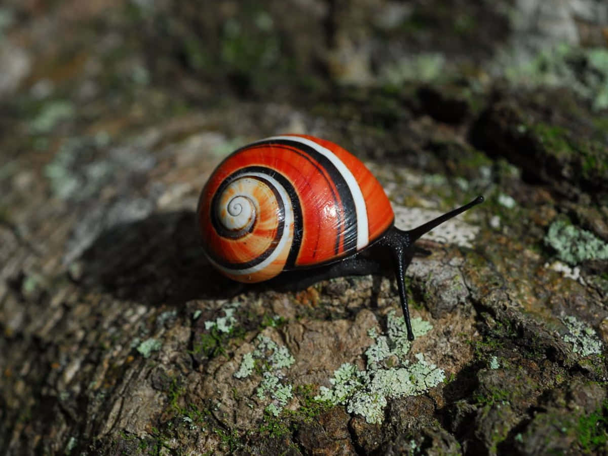 Snail Making Its Way Through The Garden