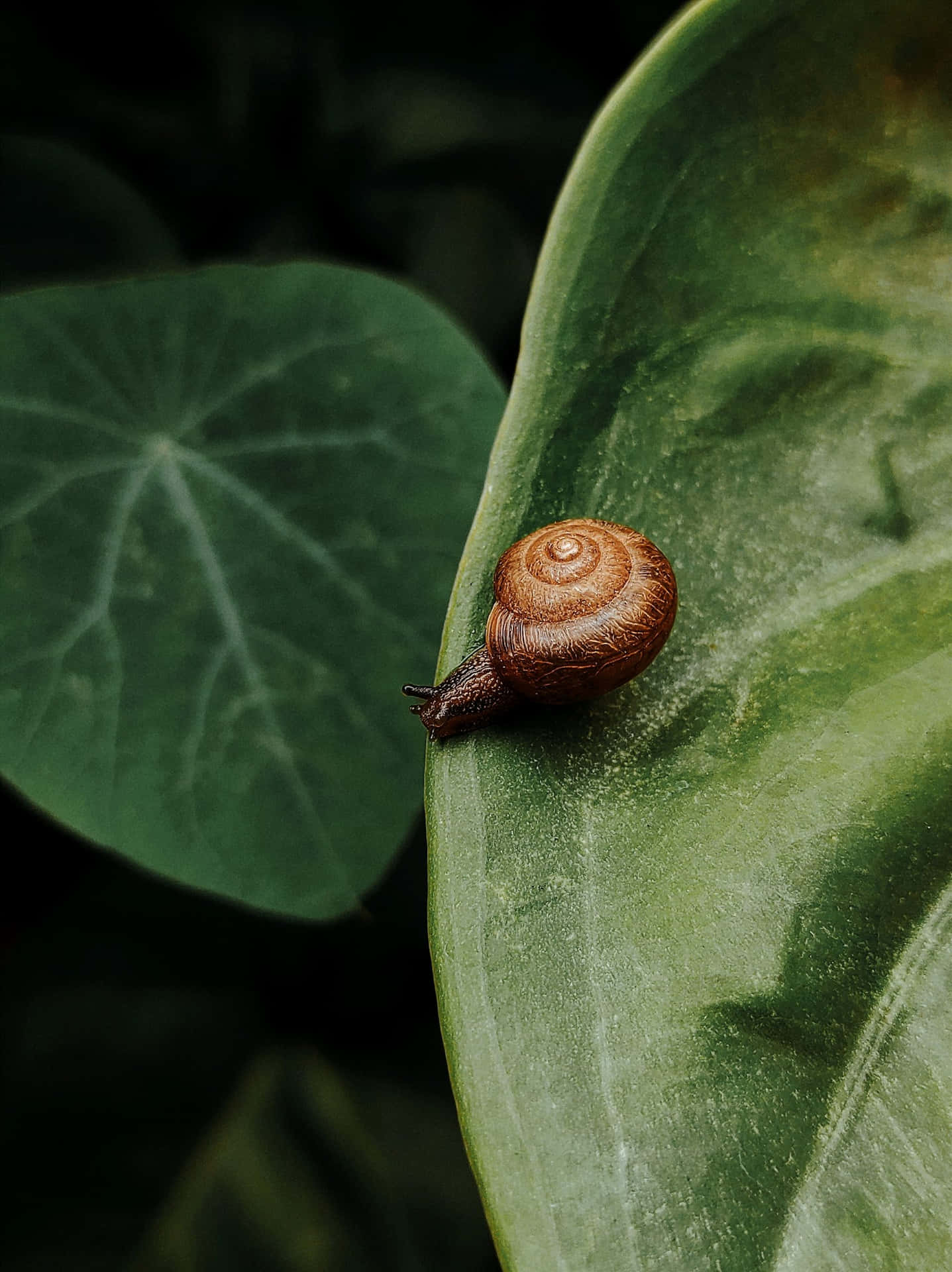 A beautiful brown and white snail, making its slow and steady progress