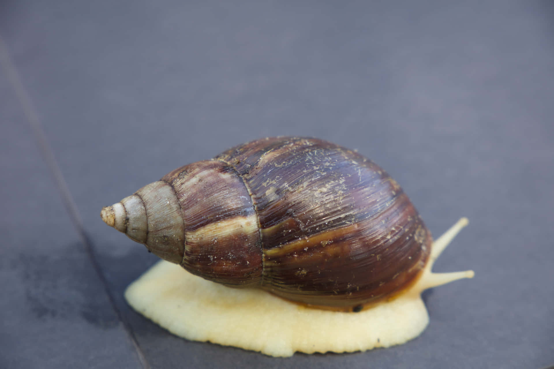 A Close Up of a Snail