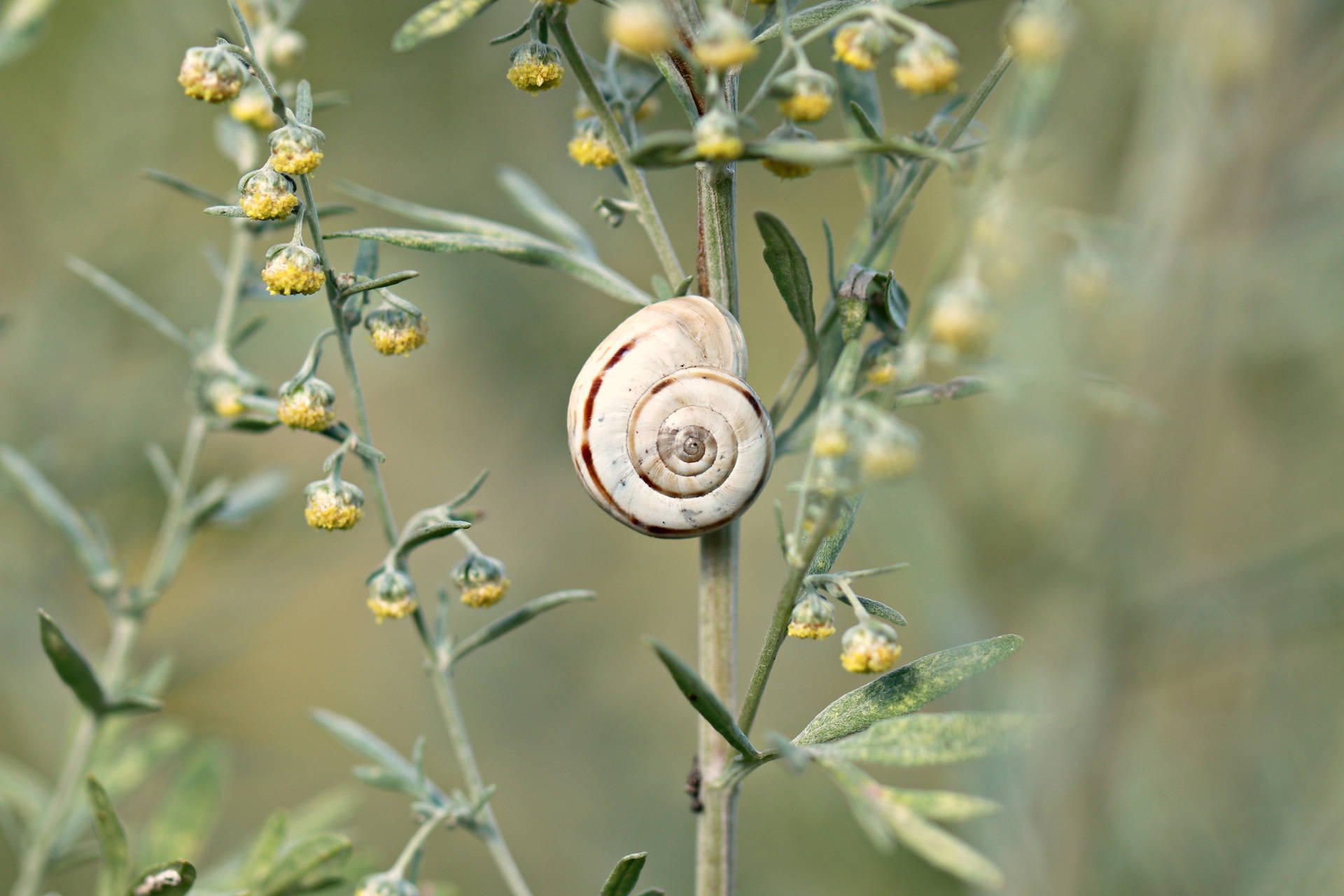 Snail Plant Æstetisk Wallpaper