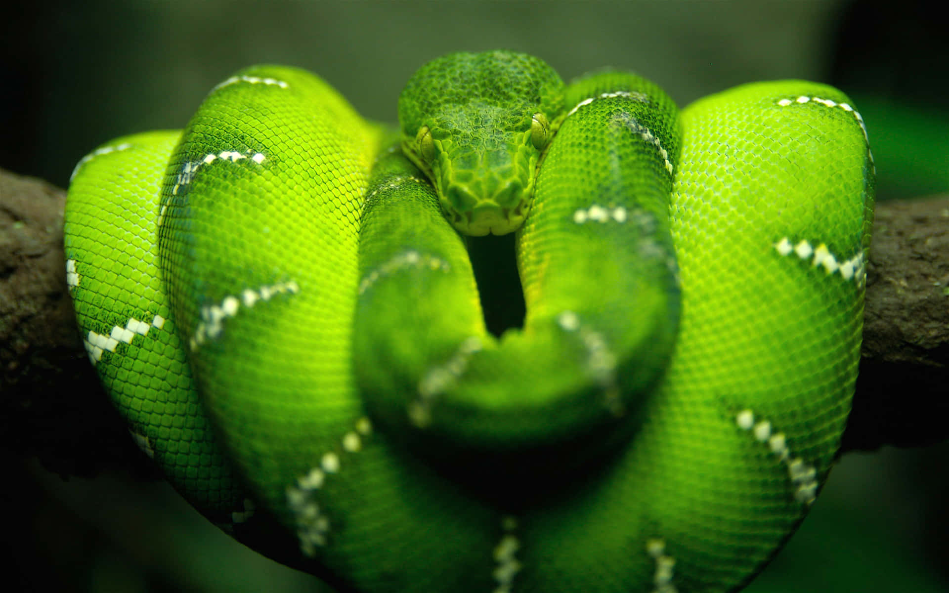"Striking macro image of a venomous green snake"