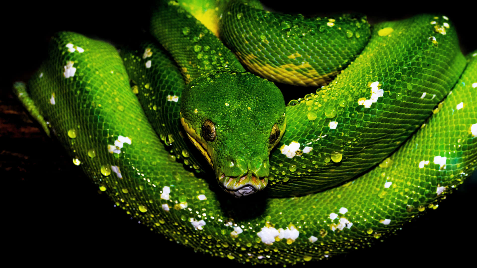 An Up Close Look at a Striking Snake