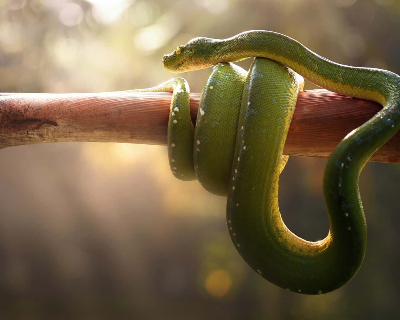 A Green Snake Is Sitting On A Branch In The Forest
