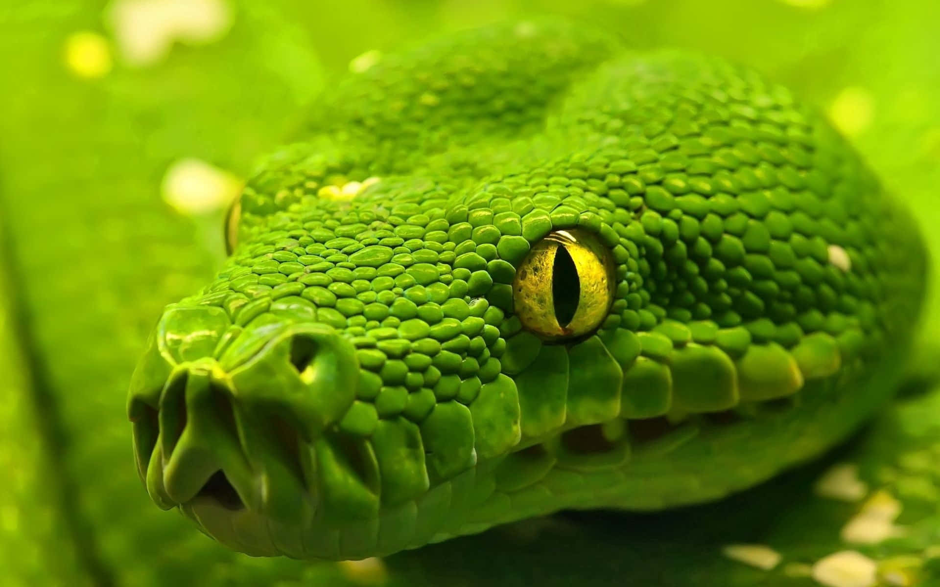 A large green snake slithers through the grass