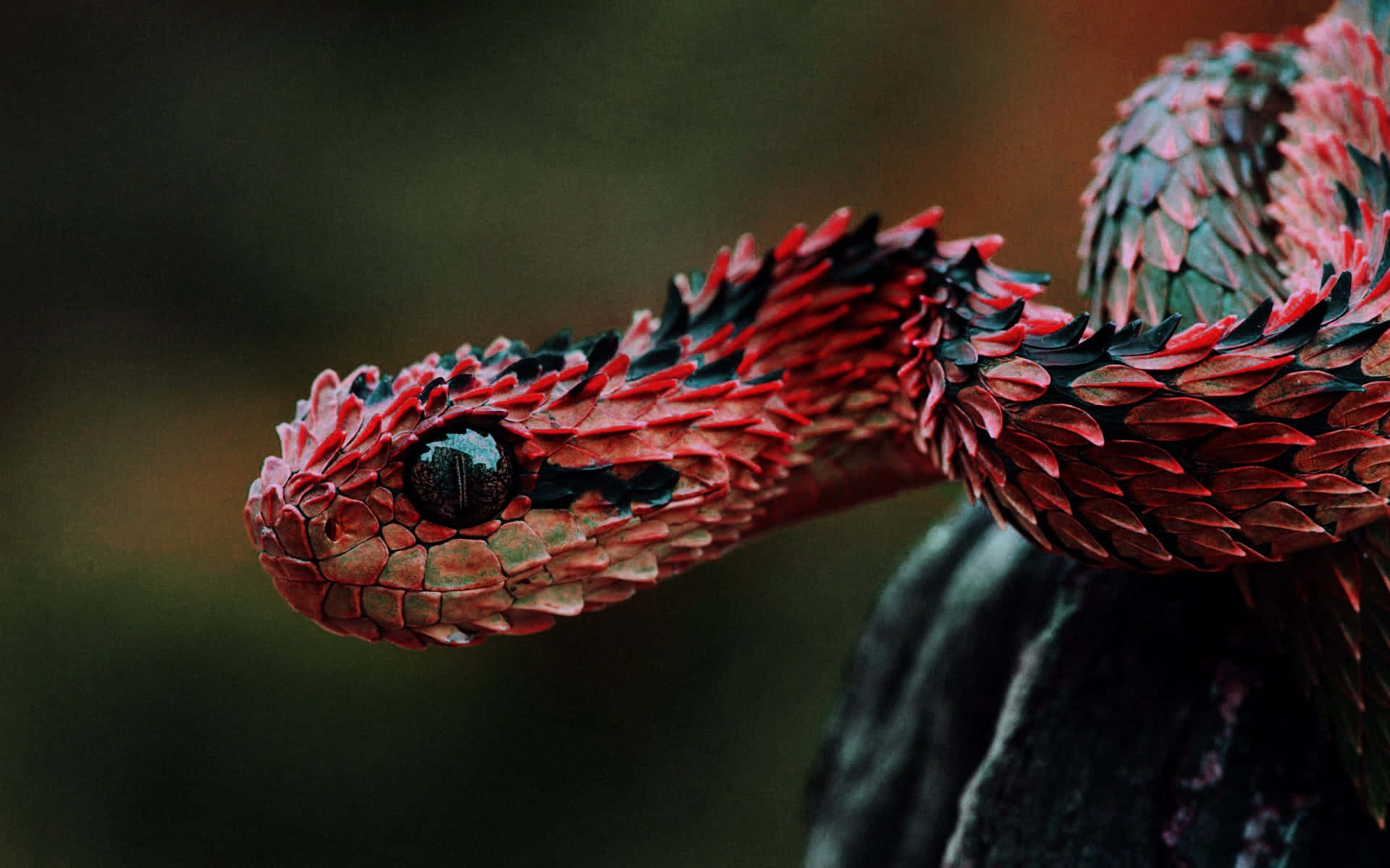 Clothed in Its Armor, This Snake Is Ready to Face Its Challenges