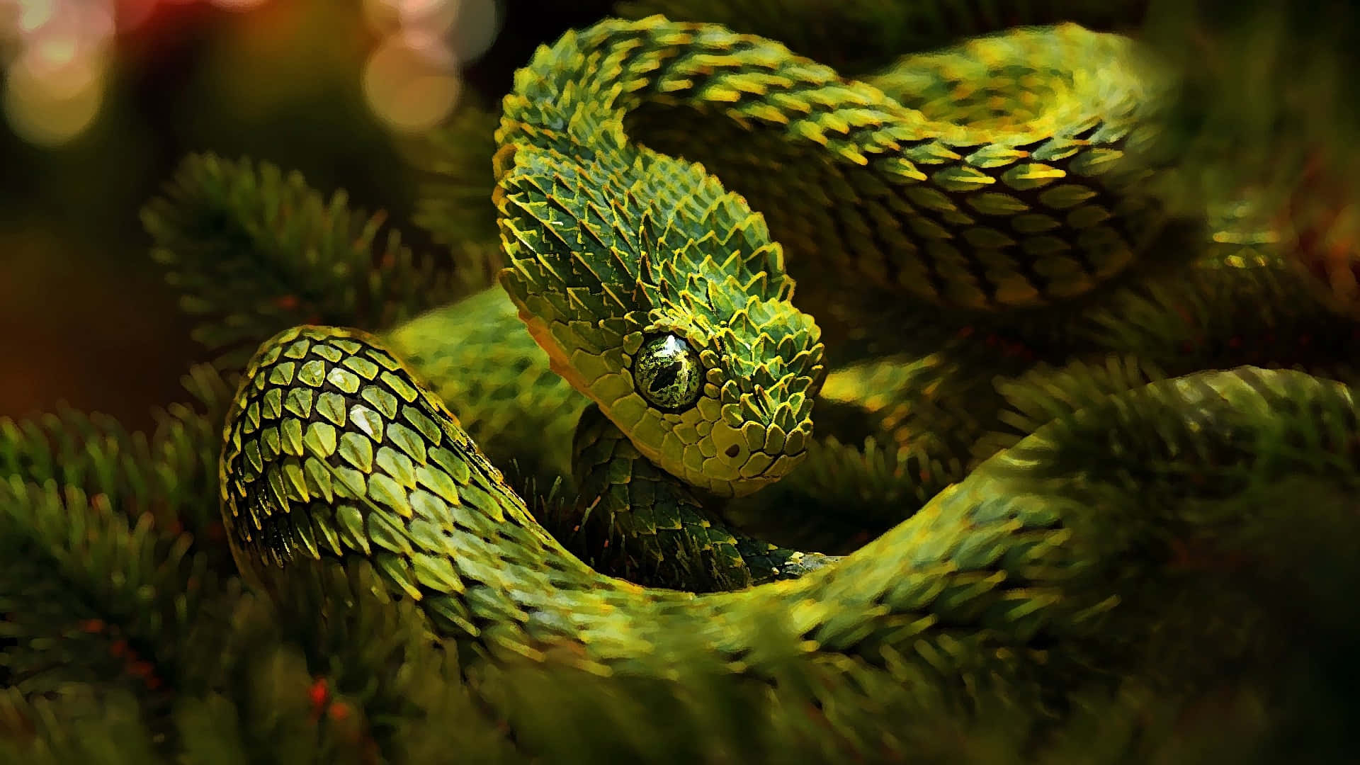 full hd wallpapers 1080p snakes