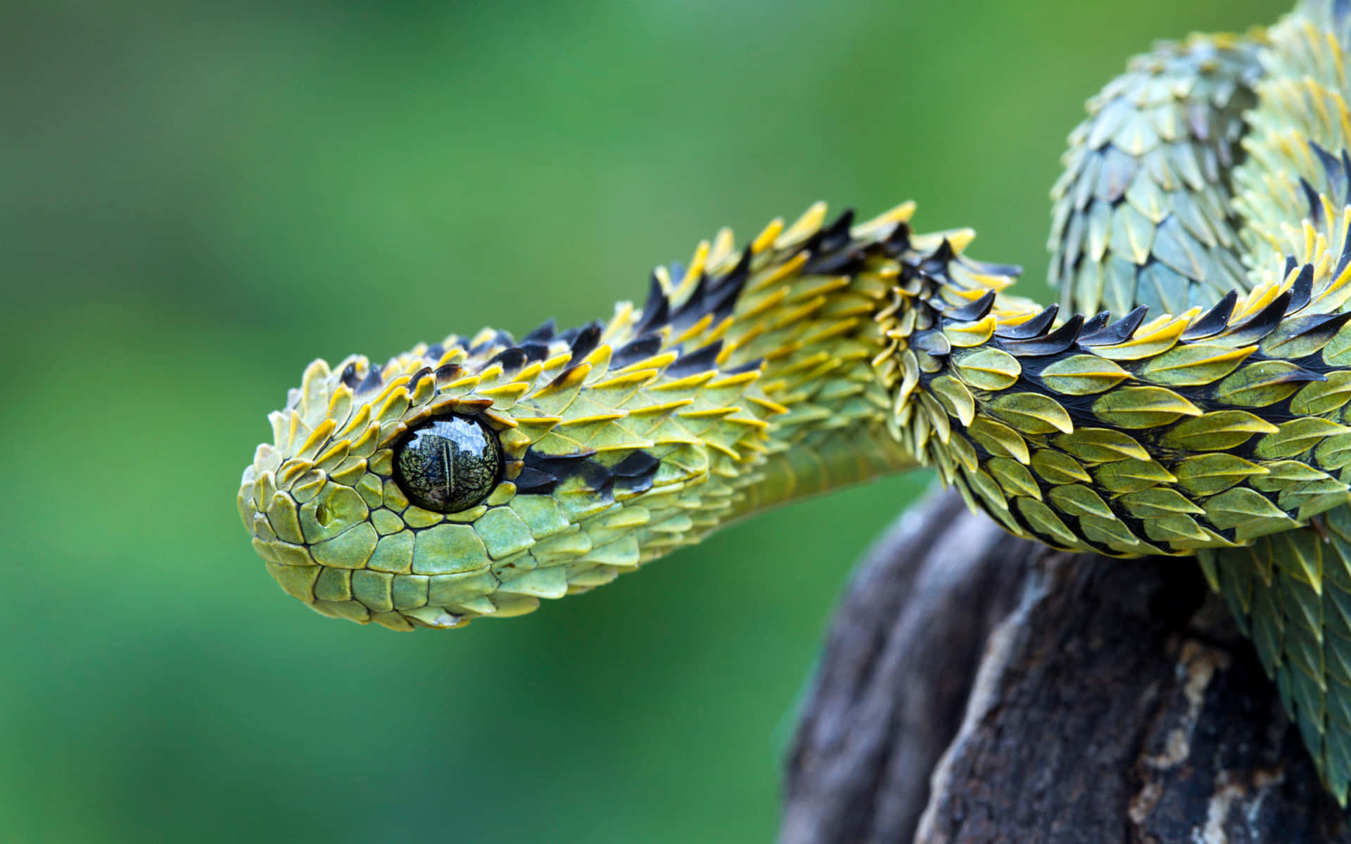 A Slithering Snake