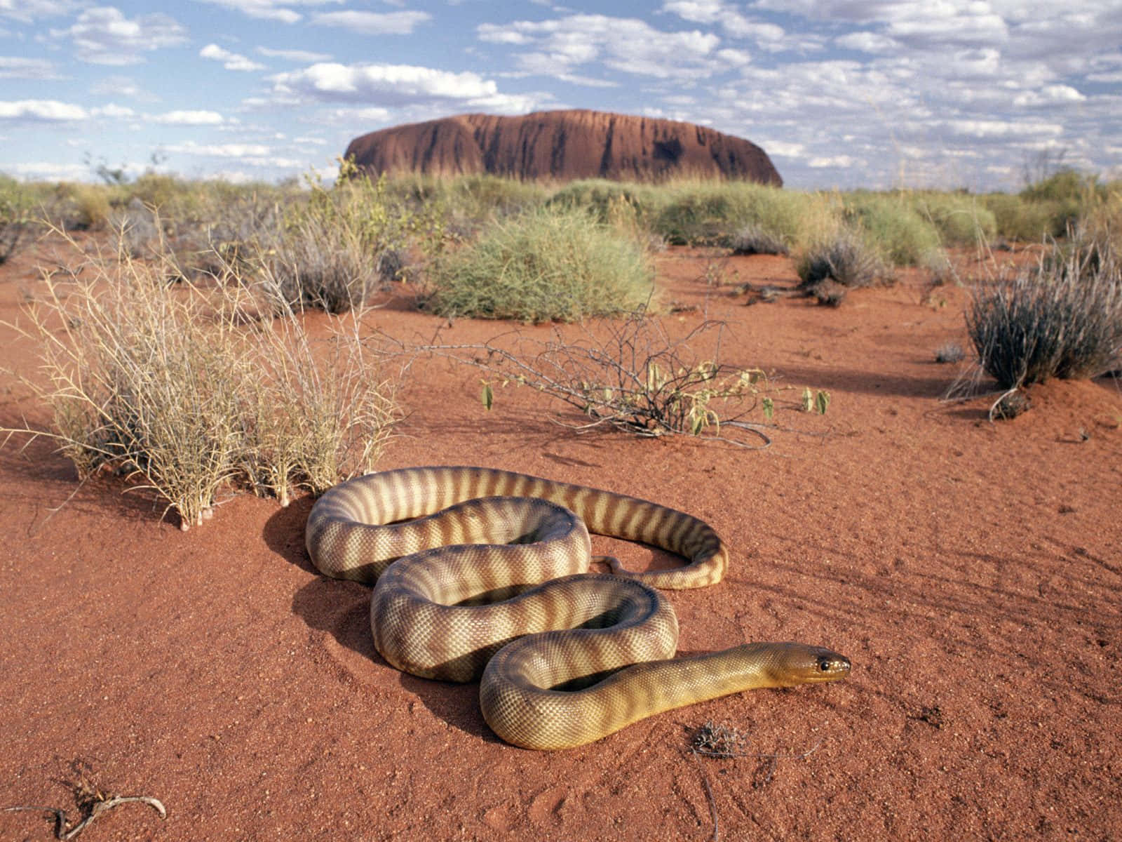 Snake Crawling Uluru Wallpaper