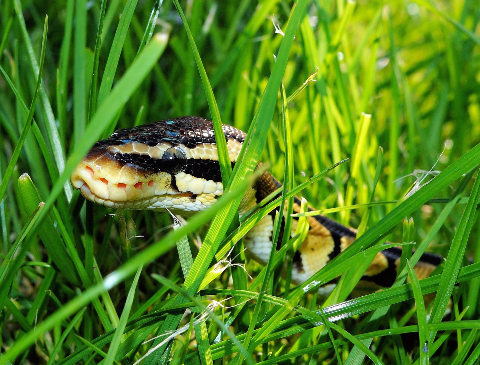 Snake Hiding In Grass Wallpaper