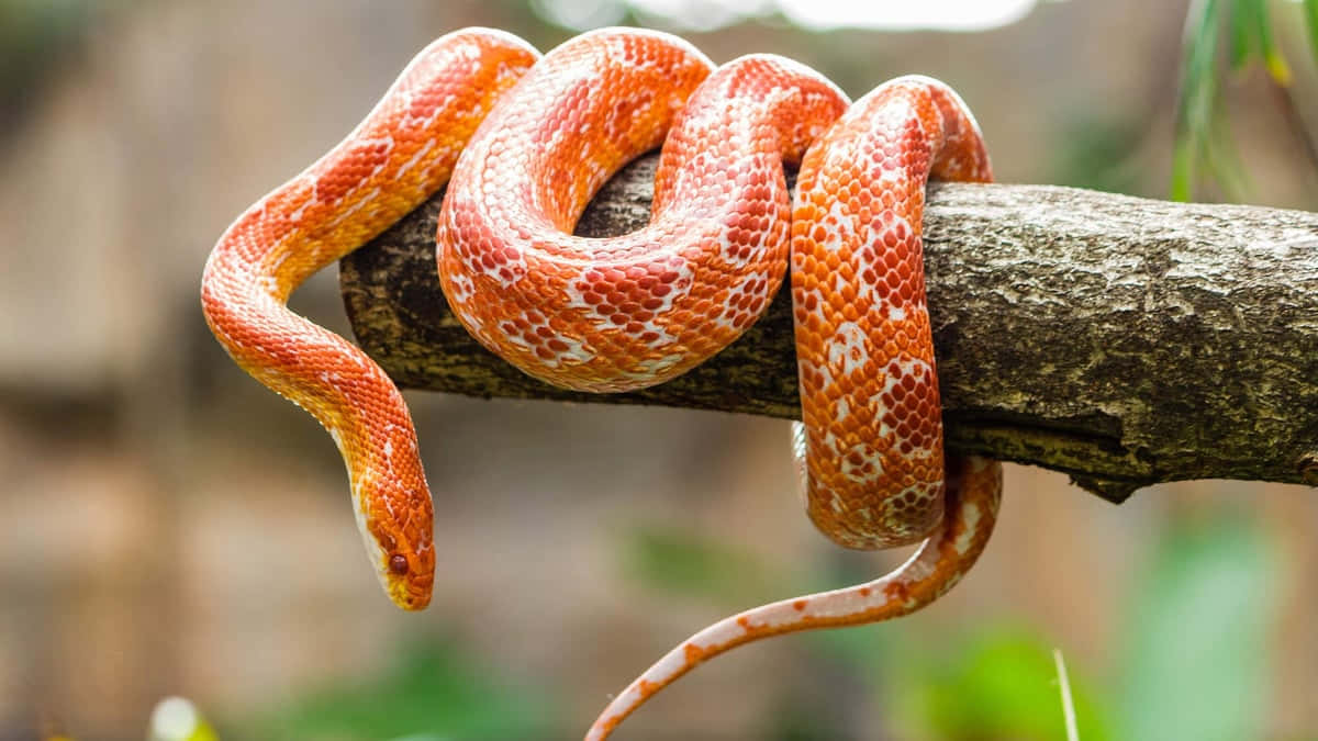 "A Close-up View of Snake's Colours"