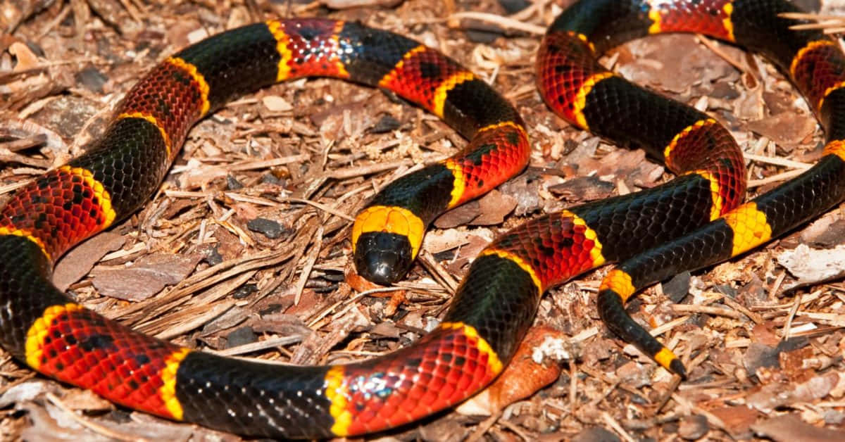 A Coiled Snake Showing Its Colorful Ring Patterns