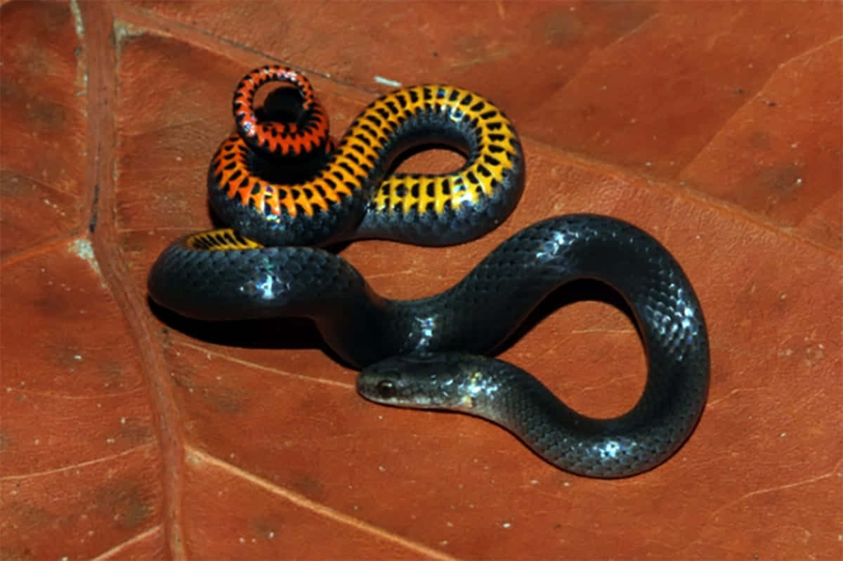 An exotic snake on a rock