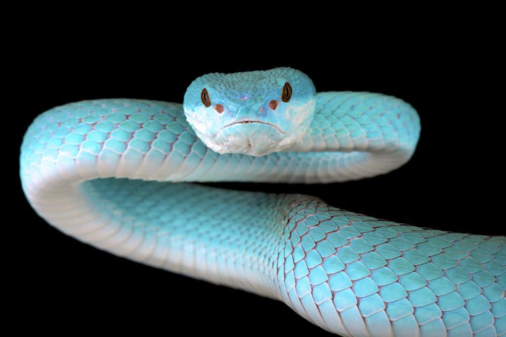 A beautiful two-headed snake