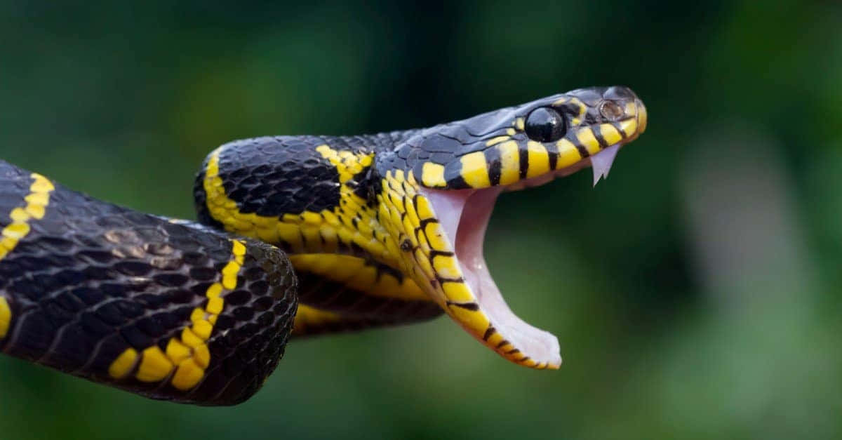 Image  Baby snake exploring its surroundings