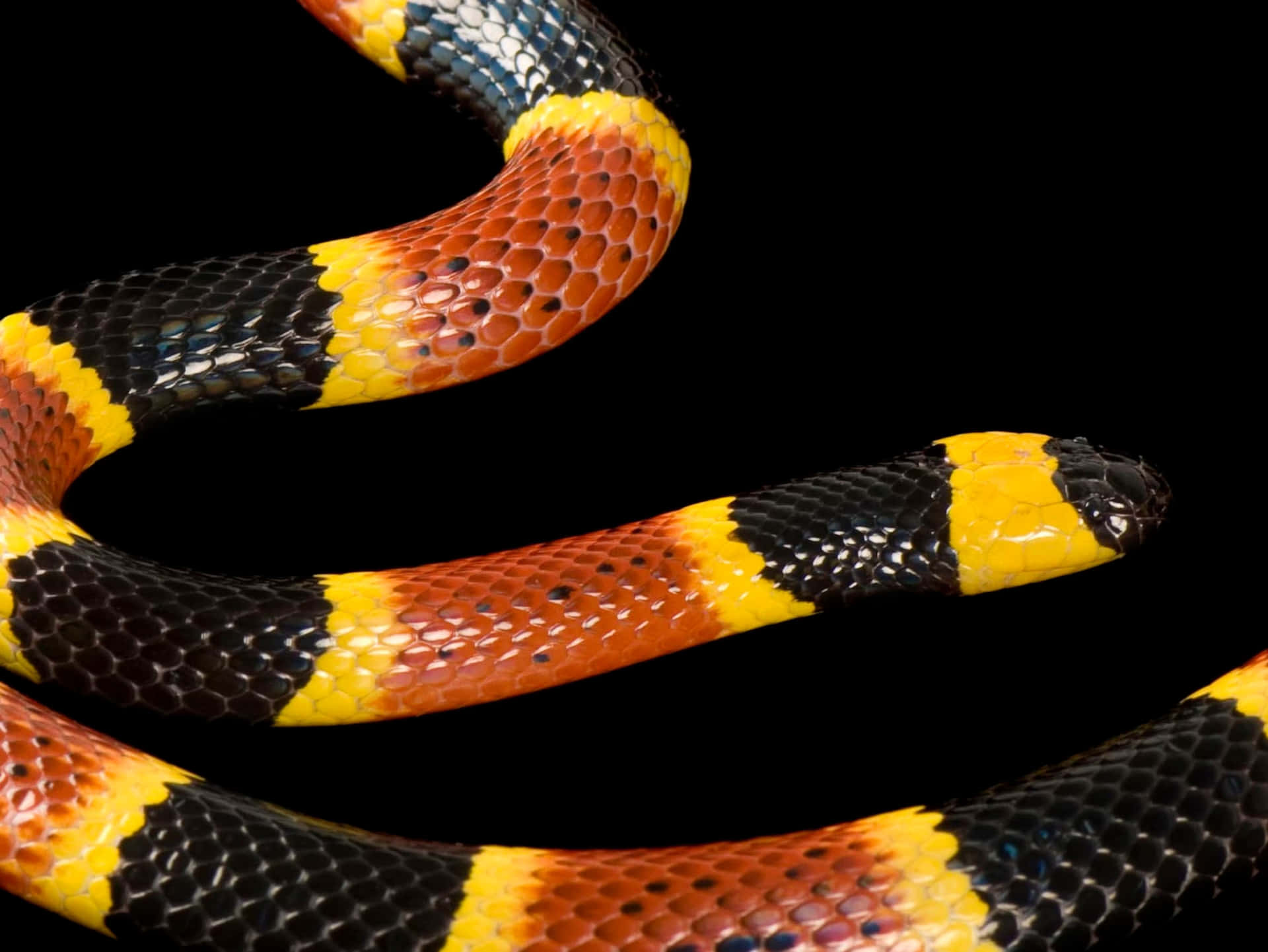 Eineschlange Mit Einem Gelben, Orangefarbenen Und Schwarzen Streifen