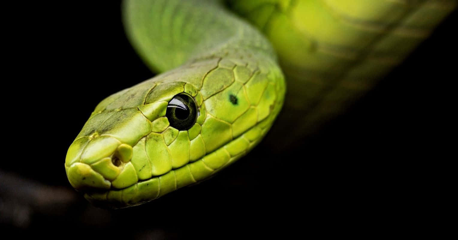 Eineriesige Python, Die Sich Durch Ihren Natürlichen Lebensraum Schlängelt