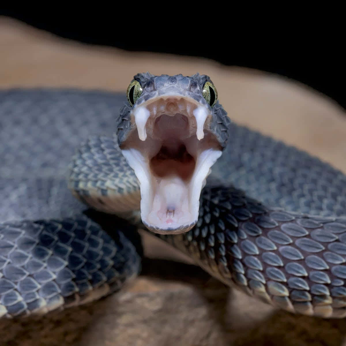 Staring eyes of a beautiful snake.