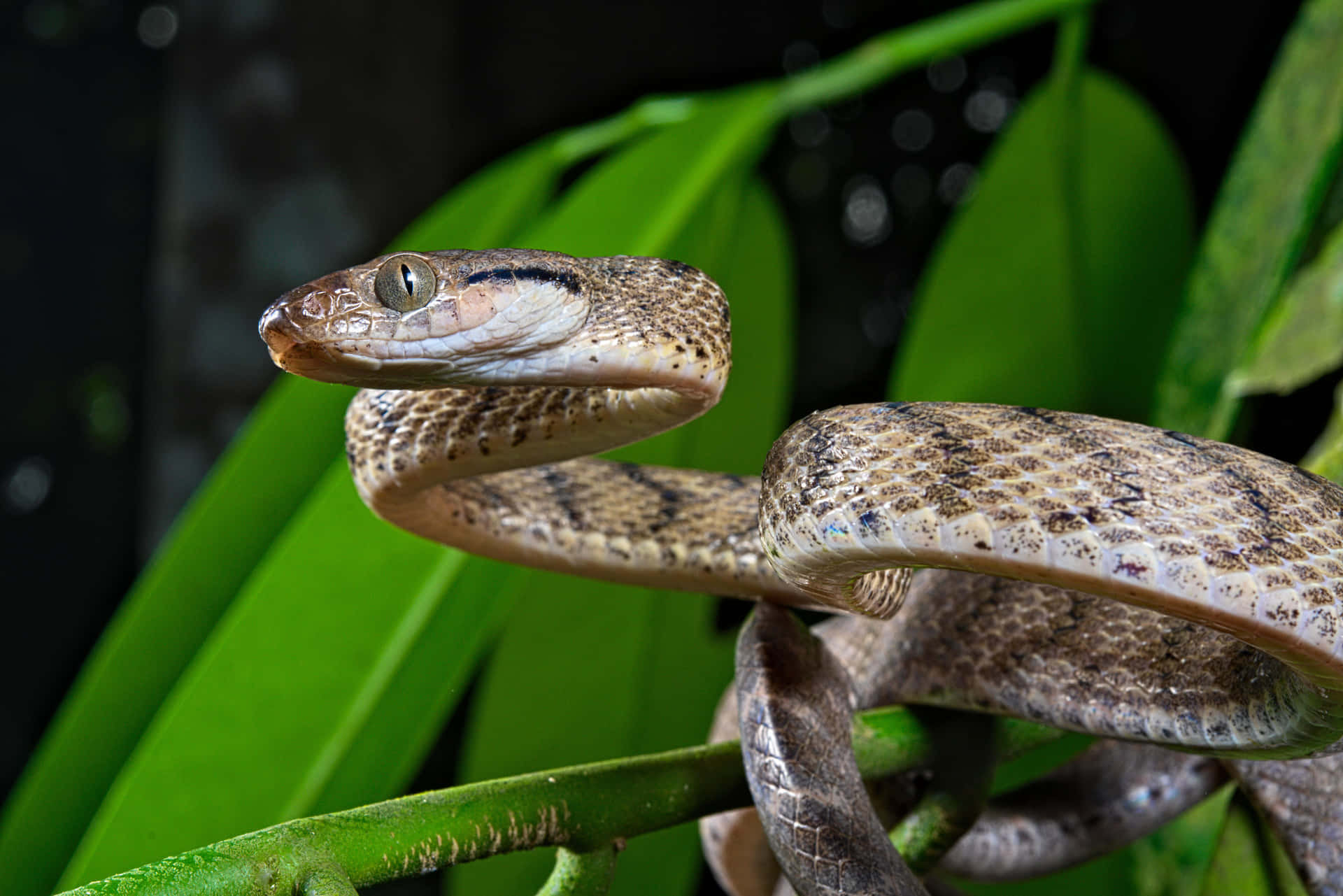 Picture  Japanese Rat Snake