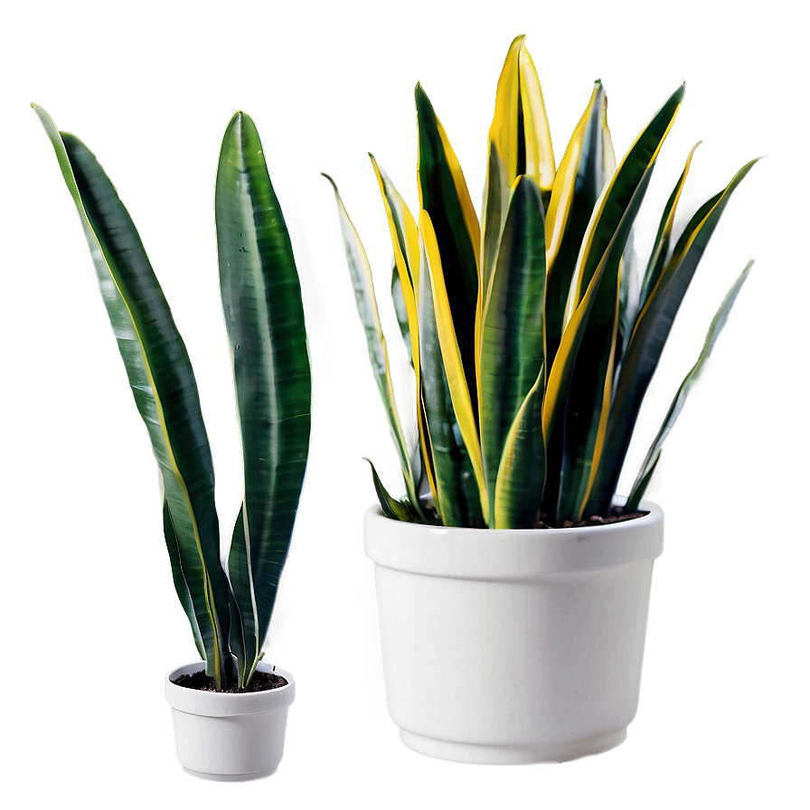 Snake Plant A PNG