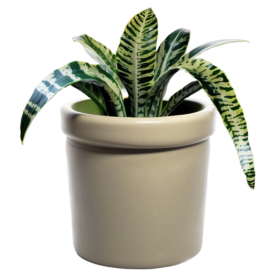 Snake Plant B PNG