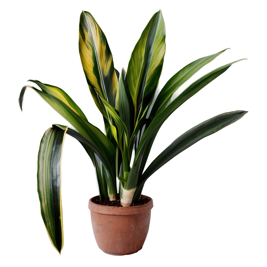 Snake Plant C PNG