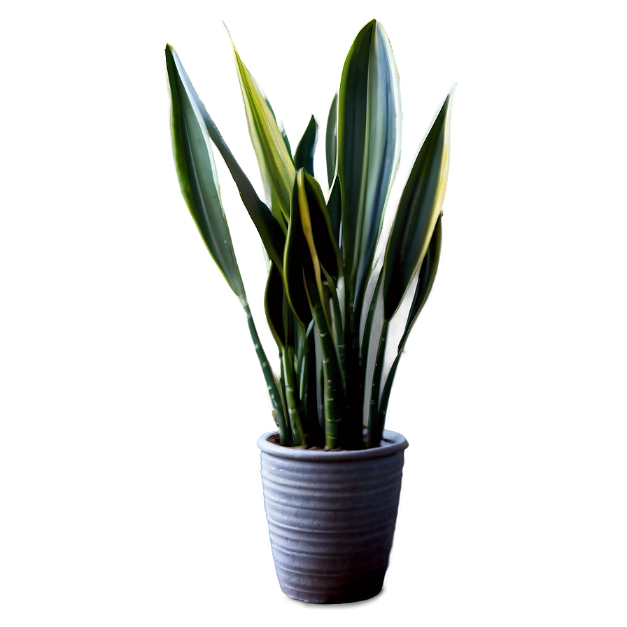 Snake Plant D PNG