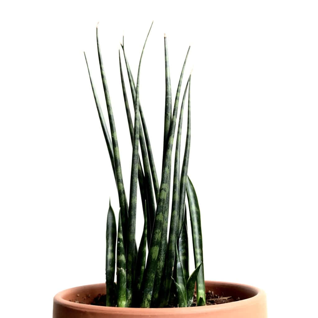 A Plant In A Pot With Long Green Leaves