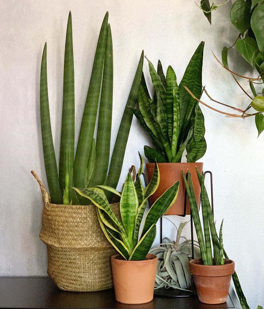 Choose stylish and low maintenance greenery with a Snake Plant