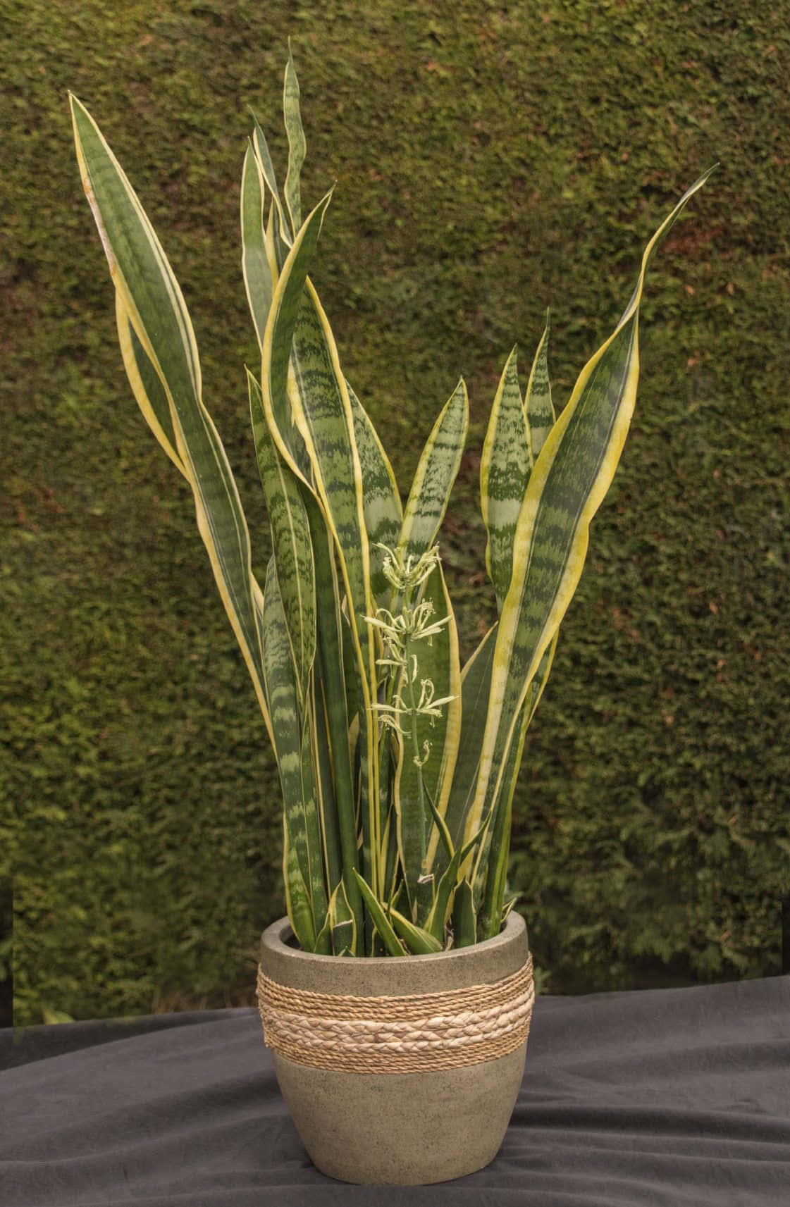 Snake Plant In A Pot On A Table