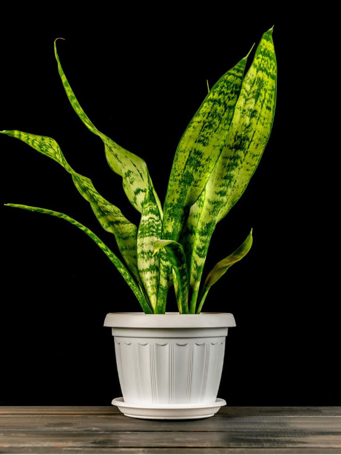 Snake Plant In A White Pot On A Wooden Table