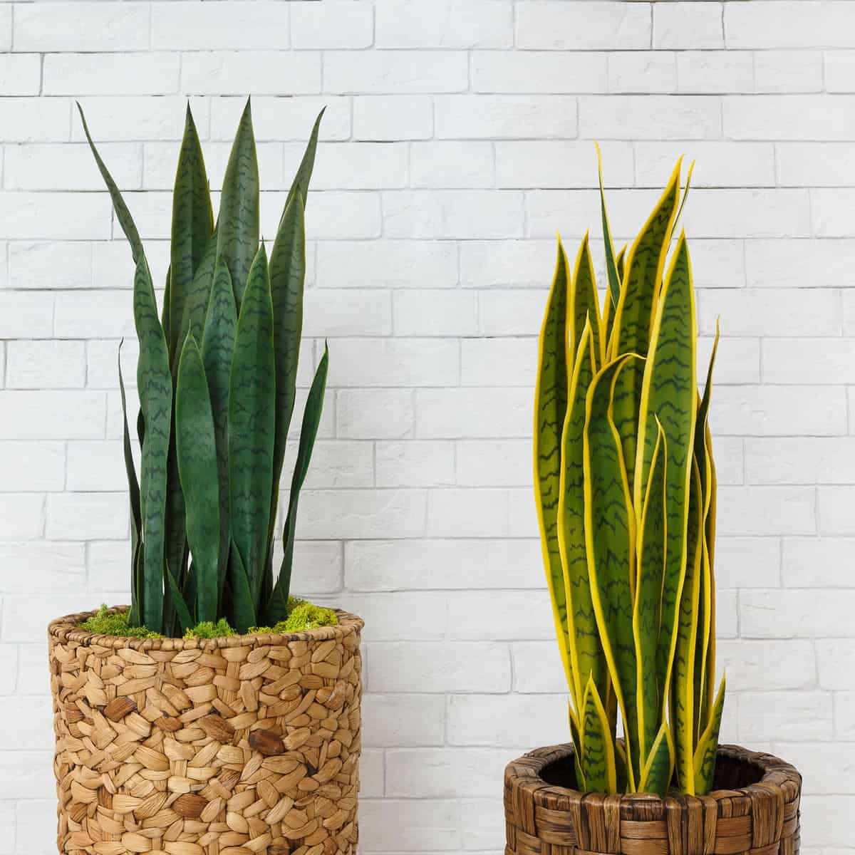 Two Snake Plants In Wicker Baskets On A White Brick Wall