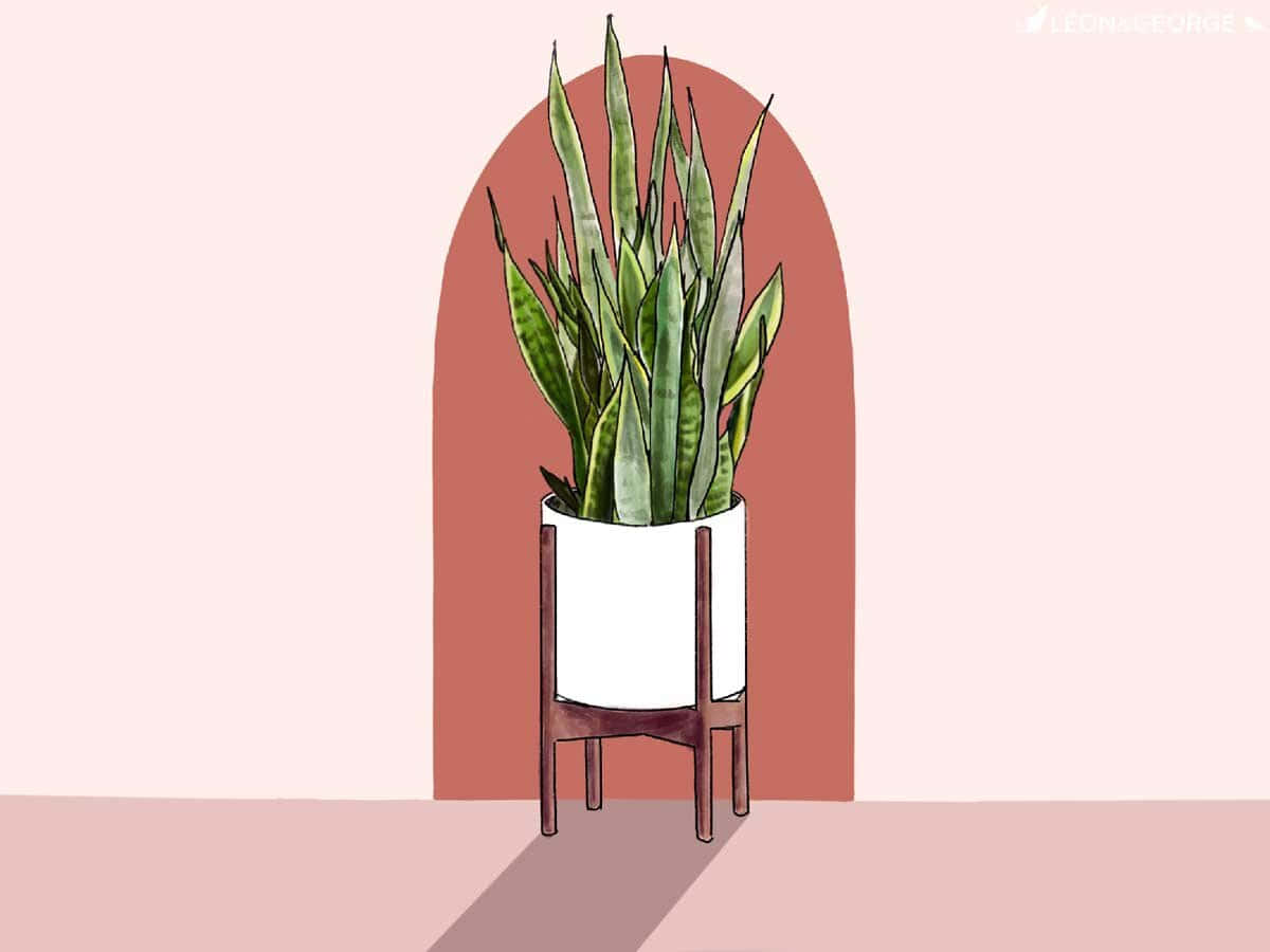The Snake Plant is the Perfect Houseplant