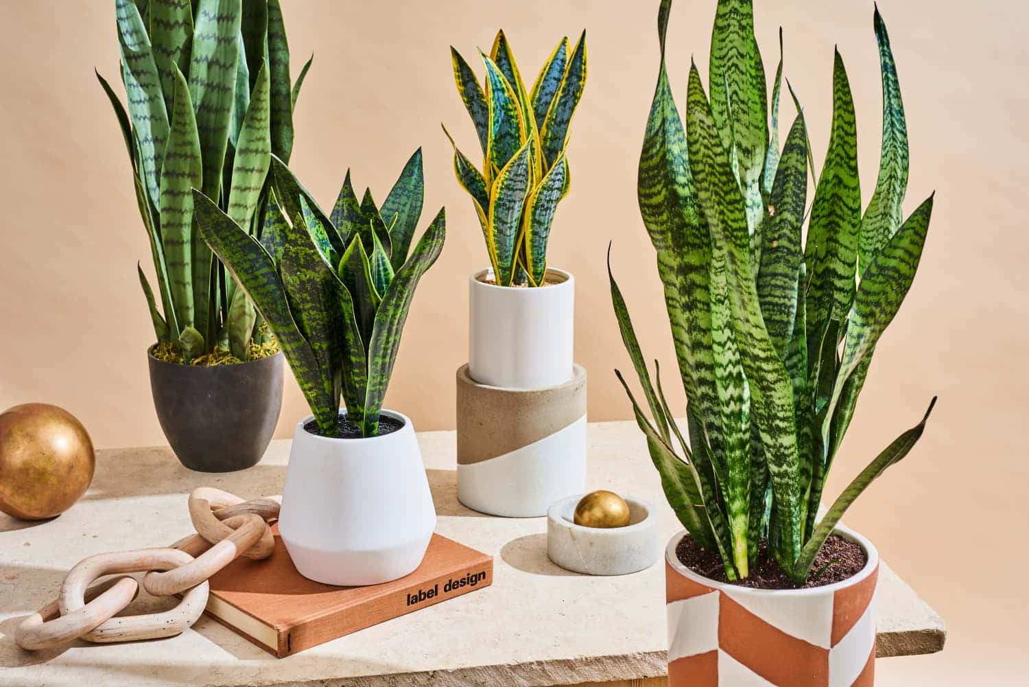 Enhance your home with this beautiful and natural looking snake plant