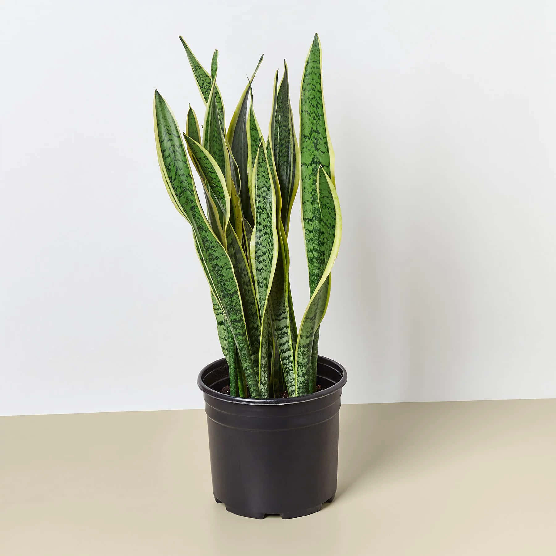 Snake Plant In A Black Pot On A Table